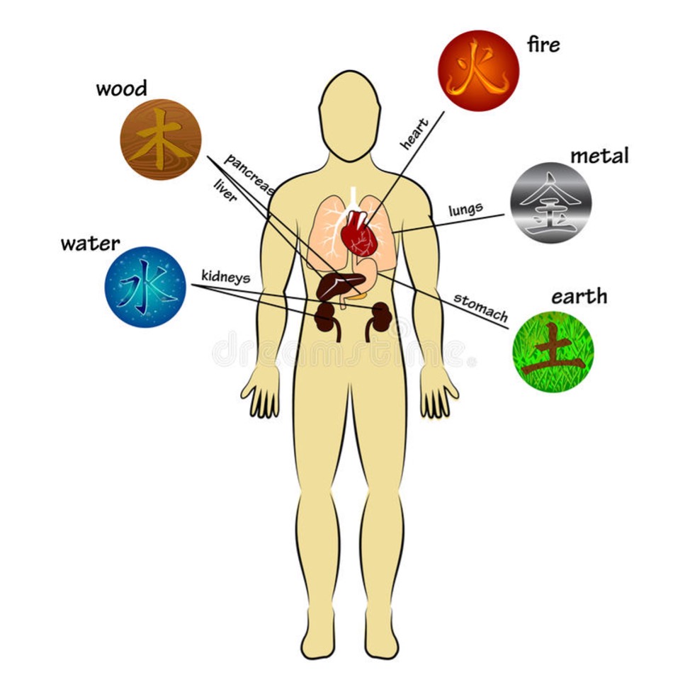 Five Elements and Organs Relationships